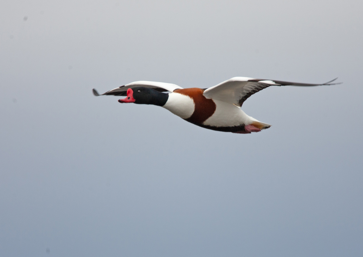 Shelduck Passing - Peter Bagnall